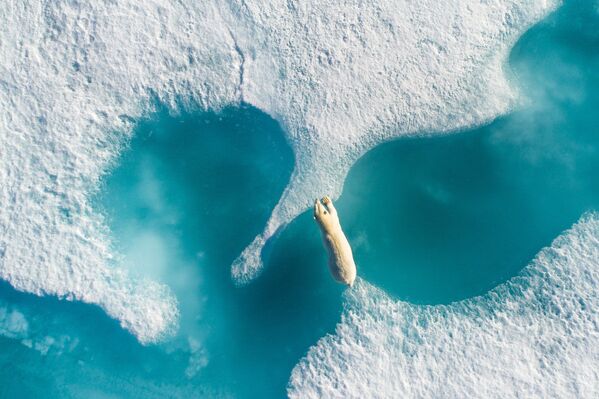Bức ảnh «Above the polar bear» (Trên đầu gấu Bắc cực) của nhiếp ảnh gia Florian Ledoux, giải nhất cuộc thi 2017 SkyPixel Photo Contest - Sputnik Việt Nam