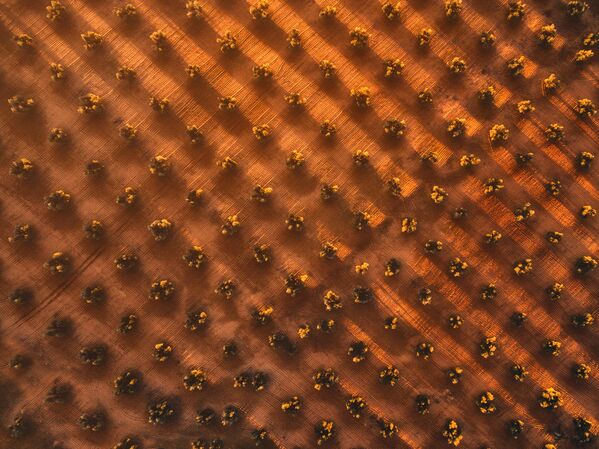 Ảnh cây ôliu «Geometry Of Liquid Gold» (Hình dáng của vàng lỏng), Nhiếp ảnh gia Javier del Cerro, đứng thứ hai trong hạng mục Phong cảnh (dành cho nhiếp ảnh gia  nghiệp dư). - Sputnik Việt Nam