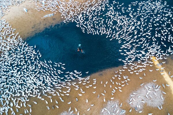 Bức ảnh «Raising ducks» (Đàn vịt bay) của nhiếp ảnh gia CaoKyNhan (Сao Kỳ Nhân), giành giải ba trong hạng mục Phong cảnh (dành cho nhiếp ảnh gia nghiệp dư). Hình ảnh được chụp trên sông Ba ở thành phố Tuy Hòa, tỉnh Phú Yên. - Sputnik Việt Nam