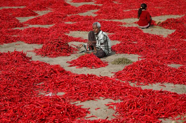 Người đàn ông đang làm sạch ớt đỏ trong trang trại ở làng Sherta, ngoại ô Ahmedabad, Ấn Độ - Sputnik Việt Nam