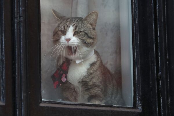 Chú mèo James trong cửa sổ tòa nhà Đại sứ quán Ecuador ở London, Julian Assange, sáng lập viên trang Wikileaks sống ở đó - Sputnik Việt Nam