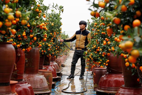 Một nông dân tưới cây quất trong quá trình chuẩn bị cho Tết Nguyên đán, Hà Nội, Việt Nam - Sputnik Việt Nam