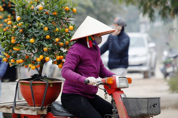Cô gái chở cây quất đi bán ngày trước Tết Nguyên đán, Hà Nội, Việt Nam - Sputnik Việt Nam