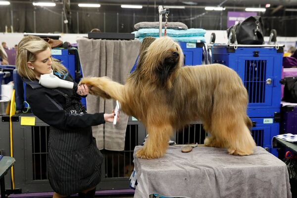 Những người tham gia triển lãm chó lớn nhất Westminster Kennel Club Dog Show ở New York - Sputnik Việt Nam