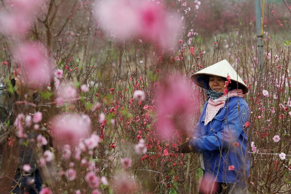 Một chủ nông trại trong vườn đào ươm hoa để bán trước Tết Nguyên đán ở Hà Nội, Việt Nam - Sputnik Việt Nam