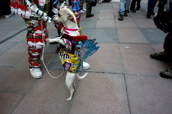 Chó Chihuahua ở khu phố Tàu của đô thị Mexico trước thềm Năm mới âm lịch - Sputnik Việt Nam