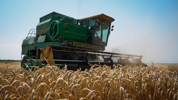 Thu hoạch lúa mì ở Lãnh thổ Krasnodar - Sputnik Việt Nam