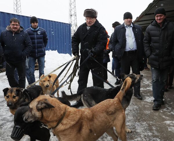 Ông Vladimir Zhirinovsky thăm trại nuôi dưỡng chó vô chủ “Krasnaya sosna” ở Matxcơva - Sputnik Việt Nam