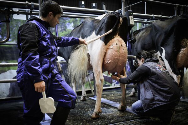 Chuẩn bị vắt sữa bò bằng hệ thống tự động tại Hội chợ Nông nghiệp Quốc tế lần thứ 55 ở Paris - Sputnik Việt Nam