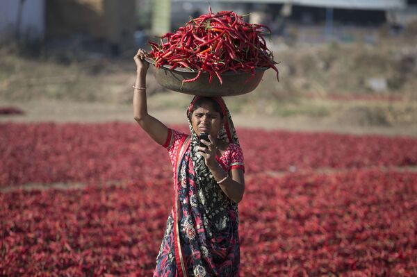Người phụ nữ Ấn Độ nhìn màn hình điện thoại di động khi thu hoạch ớt đỏ ở Gandhinagar, Ấn Độ - Sputnik Việt Nam