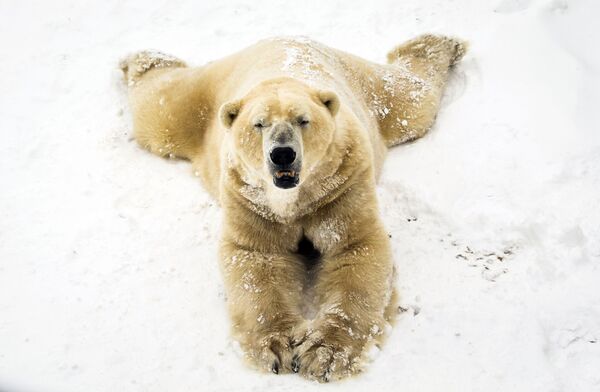 Gấu trắng Bắc Cực chơi trên tuyết tại Công viên Động vật Hoang dã Yorkshire ở Doncaster, miền Bắc nước Anh - Sputnik Việt Nam