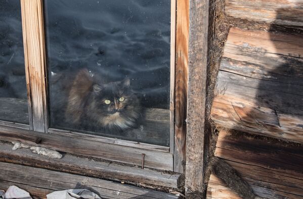 Con mèo trong ô cửa sổ căn nhà nữ tu ẩn dật Agafia Lykova - Sputnik Việt Nam