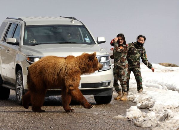 Quân nhân nữ quân đội người Kurd Peshmerga và các phóng viên thả vào thiên nhiên một con gấu được các nhà hoạt động giải cứu. - Sputnik Việt Nam