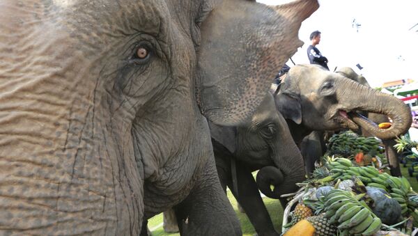 Voi ăn trái cây trước khi voi ở Bangkok, Thái Lan - Sputnik Việt Nam