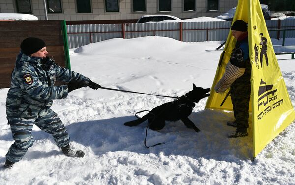 Huấn luyện chó nghiệp vụ tại Trung tâm Cảnh khuyển Bộ Nội vụ ở Moskva - Sputnik Việt Nam