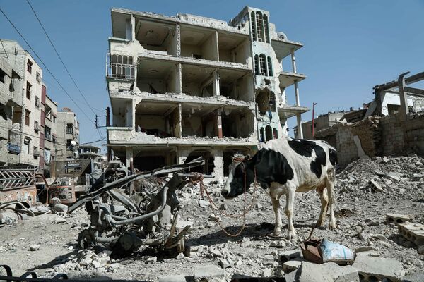 Con bò trên nền những ngôi nhà bị phá hủy ở Duma, Đông Ghouta, Syria - Sputnik Việt Nam