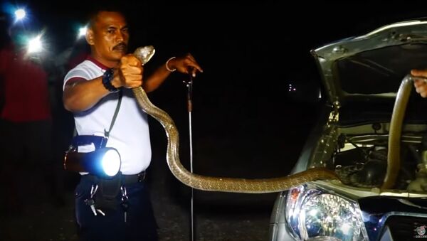 Ở Thái Lan đã phát hiện một con rắn khổng lồ trong xe hơi - Sputnik Việt Nam