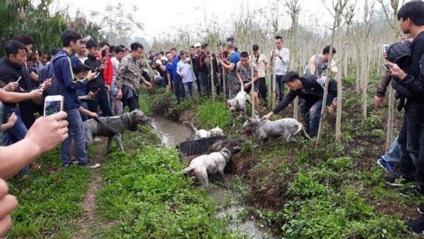 Hàng trăm người hiếu kỳ xem chó săn và lợn rừng tử chiến - Sputnik Việt Nam