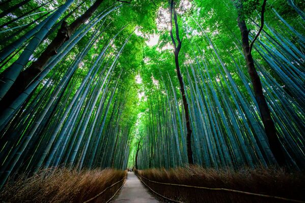 Rừng trúc Sagano nằm ở cố đô Kyoto của Nhật Bản. Khách thăm rừng Sagano cho rằng âm thanh từ rặng trúc vẳng xa mơ hồ gợi nhớ loại âm nhạc có hiệu ứng an ủi dịu êm  và bao bọc ta bằng cảm giác hài hòa. - Sputnik Việt Nam