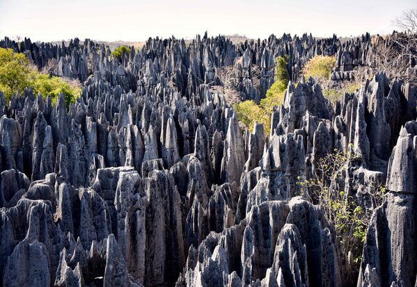 Rừng trong Khu bảo tồn quốc gia Tsingy de Bemaraha ở Madagascar. Tên gọi của khu rừng có nguồn gốc từ địa danh Bemaraha (dãy núi ở phía tây hòn đảo) và tên gọi tiếng Malagasy (tsingy là từ tượng thanh chỉ những mũi đá nhọn dường như là phím đàn phát ra âm thanh khi có tác động từ bên ngoài) là tổng thể rừng đá kỳ vĩ  không dễ tiếp cận với những “cây” đá nhọn hoắt trùng điệp và hiểm trở. - Sputnik Việt Nam