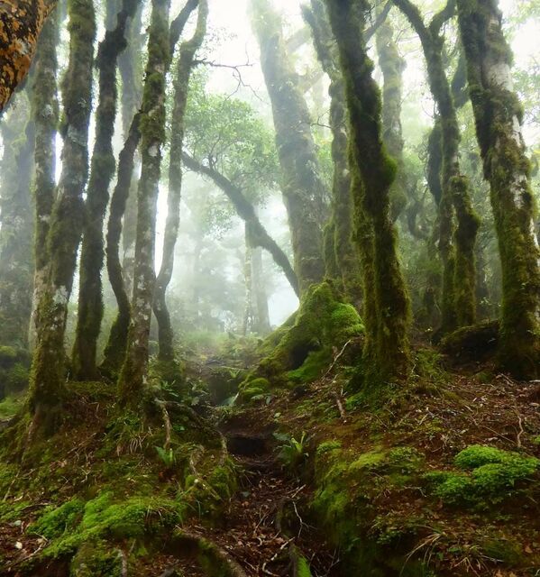 Rừng Goblins ở New Zealand. Thân cây cành cây thường bao bọc bằng lớp dày rậm rạp rêu và địa y. - Sputnik Việt Nam
