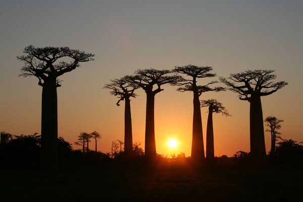 Đường cây Baobab ở Madagascar. Những cây lớn này mọc dọc theo con đường đất giữa các thị trấn Morondava và Belony Tsiribikhina ở khu vực Menabe. - Sputnik Việt Nam