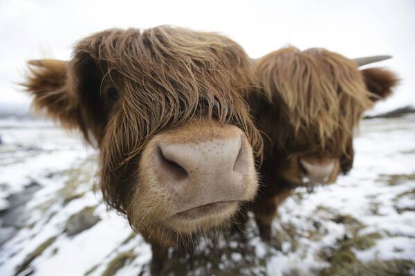 Đàn bò núi Scotland đang ăn cỏ trên dãy núi Kilpatrick Hills gần Glasgow - Sputnik Việt Nam