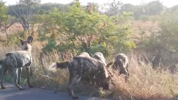 Video ghi lại cuộc chiến cướp mồi giữa chó và linh cẩu - Sputnik Việt Nam