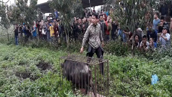 Chó săn lợn rừng - Sputnik Việt Nam