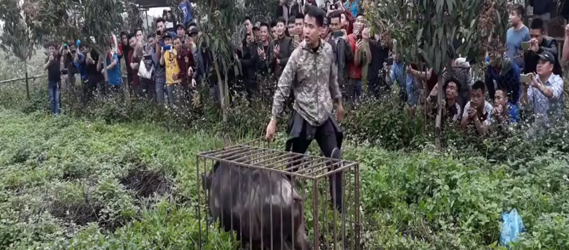 Chó săn lợn rừng - Sputnik Việt Nam, 1920, 26.03.2018