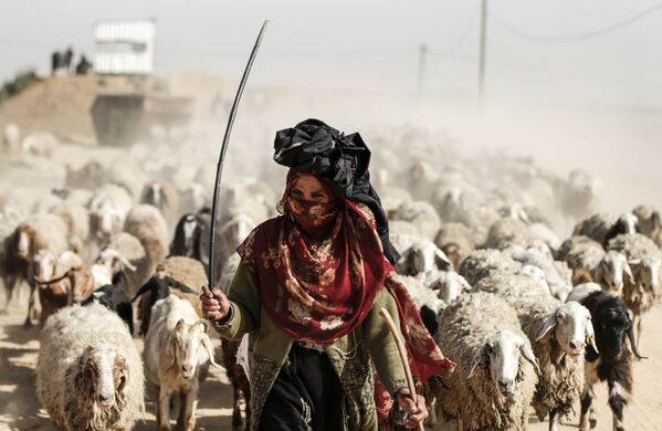 Người phụ nữ Palestine chăn cừu ở ngoại ô thành phố Gaza - Sputnik Việt Nam