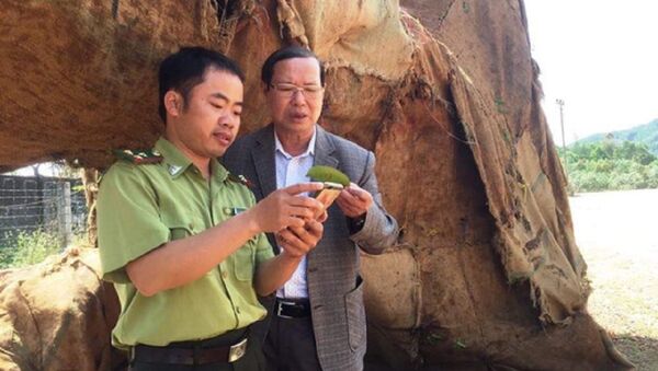 Lực lượng kiểm lâm Thừa Thiên- Huế có mặt tại hiện trường 3 cây quái thú để xác minh nguồn gốc - Sputnik Việt Nam