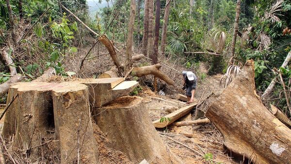 Cơ quan chức năng Quảng Nam vừa phát hiện thêm vụ phá rừng quy mô lớn - Sputnik Việt Nam
