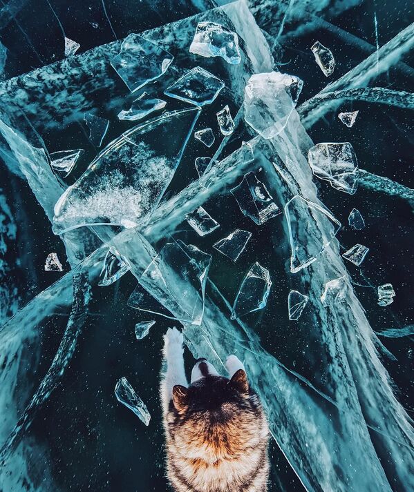Chú chó trên mặt hồ Baikal. - Sputnik Việt Nam