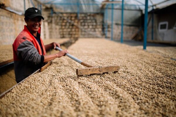 Thị trường cà phê Việt đang cạnh tranh gây gắt với hàng loạt tên tuổi trong và ngoài nước ở cả lĩnh vực trồng đến chế biến, xuất khẩu. Thị trường cà phê Việt đang cạnh tranh gây gắt với hàng loạt tên tuổi trong và ngoài nước ở cả lĩnh vực trồng đến chế biến, xuất khẩu. - Sputnik Việt Nam