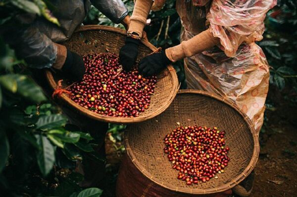 Cả nước có khoảng 150 doanh nghiệp xuất khẩu cùng hơn 3.000 đại lý thu mua cà phê, nhưng chỉ 1/3 số này đầu tư nhà máy chế biến sâu. Cả nước có khoảng 150 doanh nghiệp xuất khẩu cùng hơn 3.000 đại lý thu mua cà phê, nhưng chỉ 1/3 số này đầu tư nhà máy chế biến sâu. - Sputnik Việt Nam