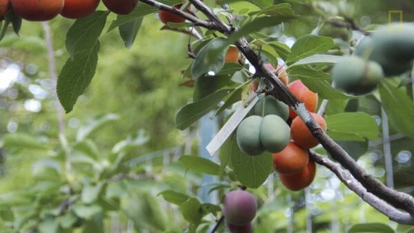 Giáo sư Mỹ ghép cây ra 40 loại quả - Sputnik Việt Nam