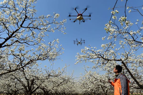Drone thụ phấn cho trang trại trồng lê ở Quảng Châu, Trung Quốc - Sputnik Việt Nam