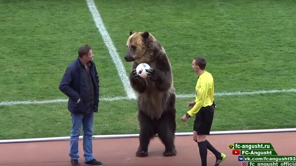 Khai trương trận đấu bóng đá tại Piatigorsk là một chú gấu - Sputnik Việt Nam