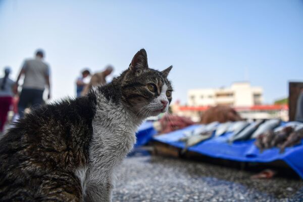 Chú mèo ở cảng Foca, Thổ Nhĩ Kỳ - Sputnik Việt Nam