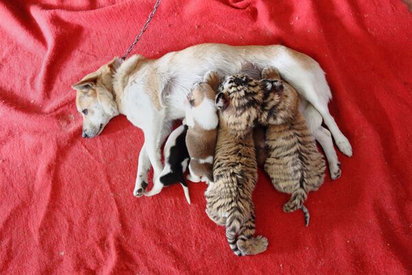 Mẹ chó nuôi đàn con hổ ở Trung Quốc - Sputnik Việt Nam