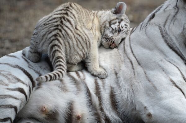 Bạch hổ ở Vườn thú Novosibirsk - Sputnik Việt Nam