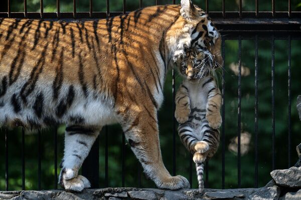 Hổ mẹ Amur và hổ con trong Vườn thú Novosibirsk - Sputnik Việt Nam