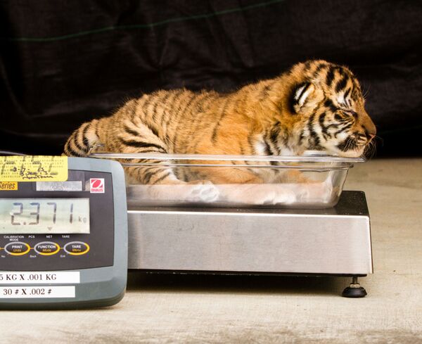 Cân kiểm tra sức khỏe hổ con trong vườn thú ở Mỹ - Sputnik Việt Nam