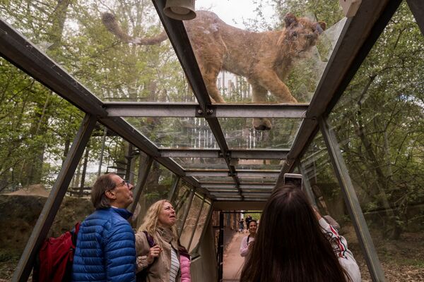 Khách tham quan đường hầm trong suốt bên cạnh con sư tử ở vườn thú và công viên safari Thoiry ngoại vi Paris, Pháp - Sputnik Việt Nam