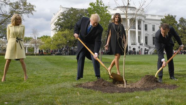 Cây sồi non do Donald Trump và Emmanuel Macron trồng trên bãi cỏ Nhà Trắng - Sputnik Việt Nam