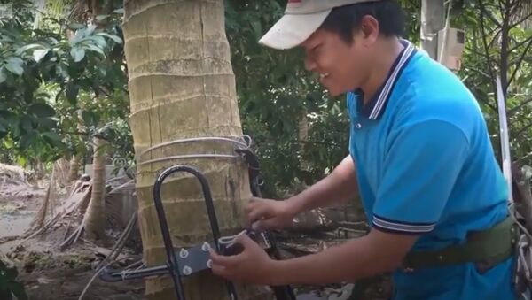 Kỹ sư trẻ chế dụng cụ leo dừa thẳng đứng - Sputnik Việt Nam