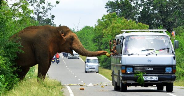 Khách du lịch lái xe hơi đang cho voi ăn chuối trên đường đến Sri Lanka - Sputnik Việt Nam