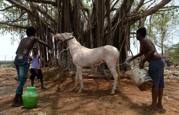 Tắm cho ngựa vào một ngày nóng ở Ấn Độ - Sputnik Việt Nam