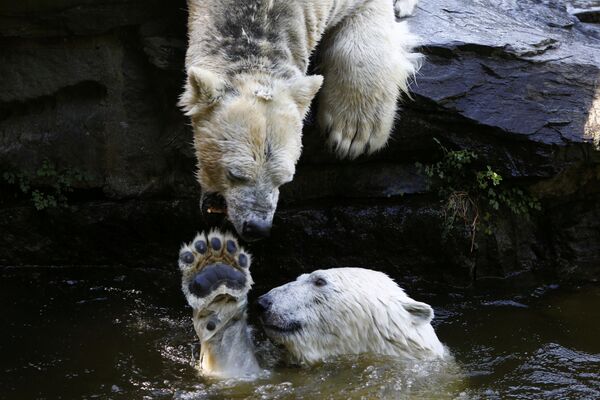 Gấu Bắc cực đùa chơi trong nước ở sở thú ở Berlin, Đức - Sputnik Việt Nam
